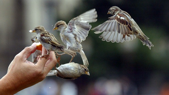 Vier Vögel landen auf einer Hand.