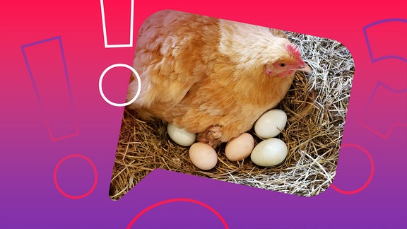 Ein Huhn sitzt auf ihren Eiern