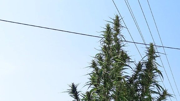 Hecke in einem Garten, neben der eine vier Meter hohe Cannabis-Pflanze sprießt.