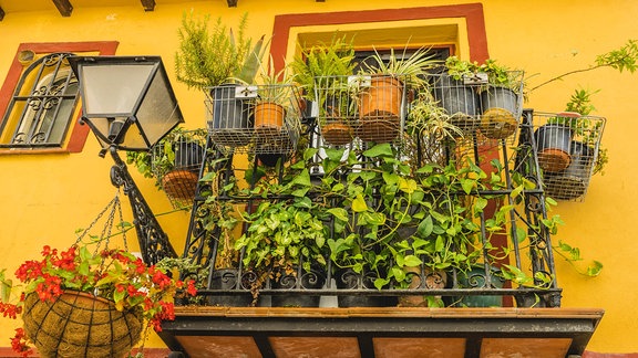 Auf einem Balkon sind viele grüne Pflanzen