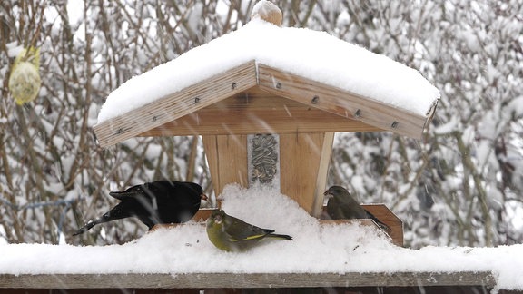 Vogelhaus im Winter mit einer Amsel und Grünfinken