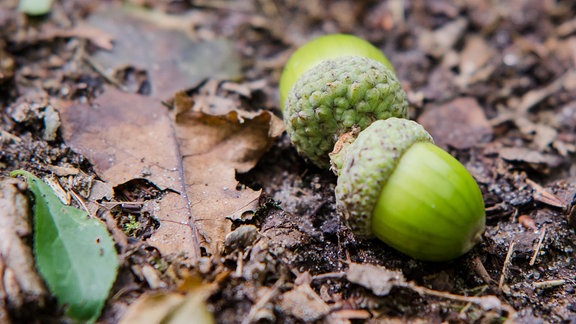 Zwei grüne Eicheln liegen auf dem erdigen Waldboden.