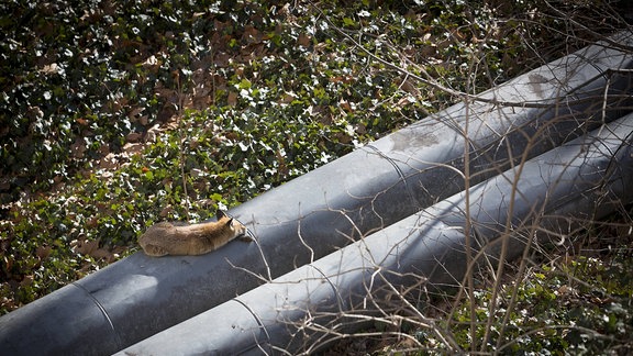 Ein Fuchs nimmt ein Sonnenbad auf einer Wasserleitung in Berlin
