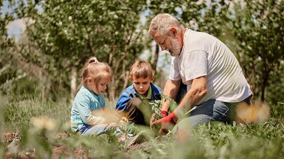 Großvater mit Enkeln bei Gartenarbeit (Symbolfoto)