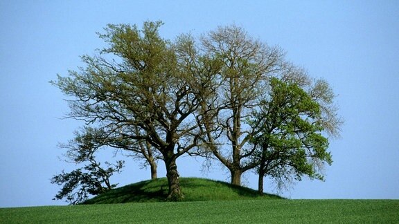 Von Bäumen bewachsenes Hügelgrab