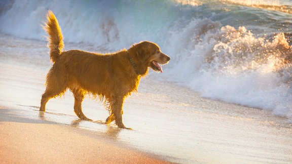 Ein Hund am Strand