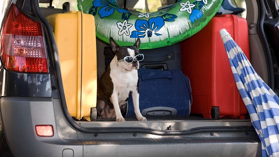 Hund mit Sonnenbrille im Kofferraum eines Autos