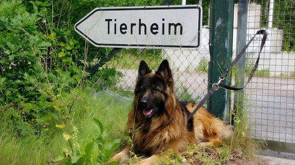 Ein Hund sitzt angeleint an einem Zaun im Gras. Hinter ihm ist am Zaun ein Schild mit der Aufschrift "Tierheim" angebracht.