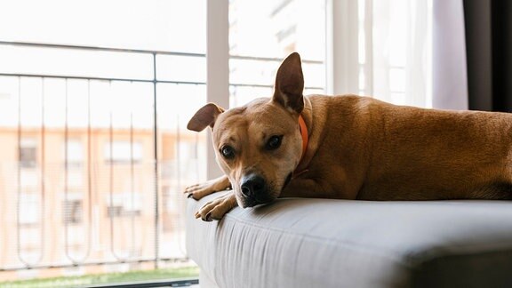 Ein Hund liegt auf einer Couch in einer Wohnung