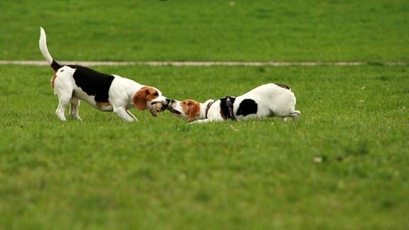 Beagles spielen auf der Hundewiese eines Parks in Erfurt