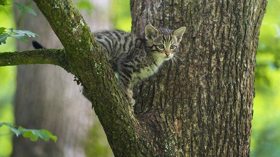 Europaeische Wildkatze (Felis silvestris silvestris) auf einem Ast im Baum