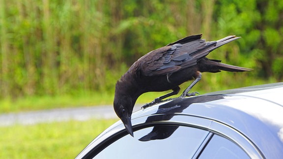 Eine Krähe sitzt auf Autodach und schaut auf die Scheibe.