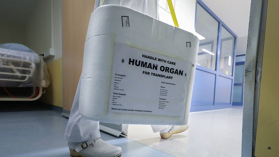 Arzt trägt Behälter mit gespendetem Organ