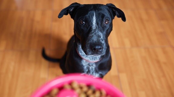 Hund schaut skeptisch aufs Futter