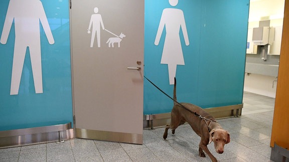 Der Flughafen Helsinki hat kürzlich zwei Tierschutzbereiche für Tiere eingerichtet. Die Haustiertoilette wurde speziell für Hunde entworfen, aber auch andere Haustiere sind willkommen.