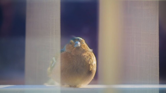 Ein Buchfink sitzt hinter einer Fensterscheibe.