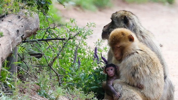 Nachwuchs im Zoo Erfurt: Berber-Affen